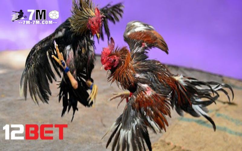 Lợi ích khi nhận ưu đãi của 12bet Lợi ích khi nhận ưu đãi của 12bet