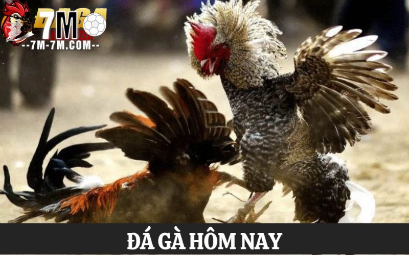 Chơi đá gà hôm nay với tỷ lệ thưởng hấp dẫn tại daga.pizza Chơi đá gà hôm nay với tỷ lệ thưởng hấp dẫn tại daga.pizza